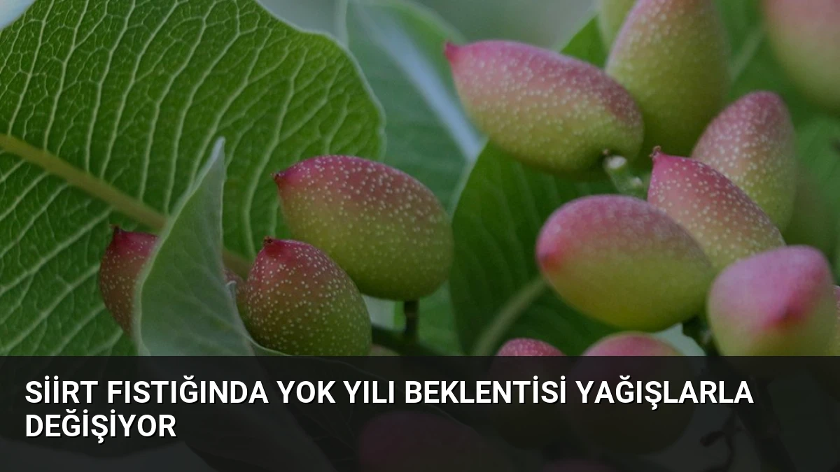 Siirt Fıstığında Yok Yılı Beklentisi Yağışlarla Değişiyor