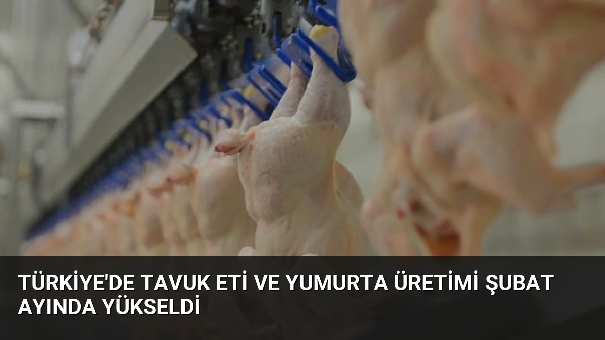 Türkiye’de Tavuk Eti ve Yumurta Üretimi Şubat Ayında Yükseldi