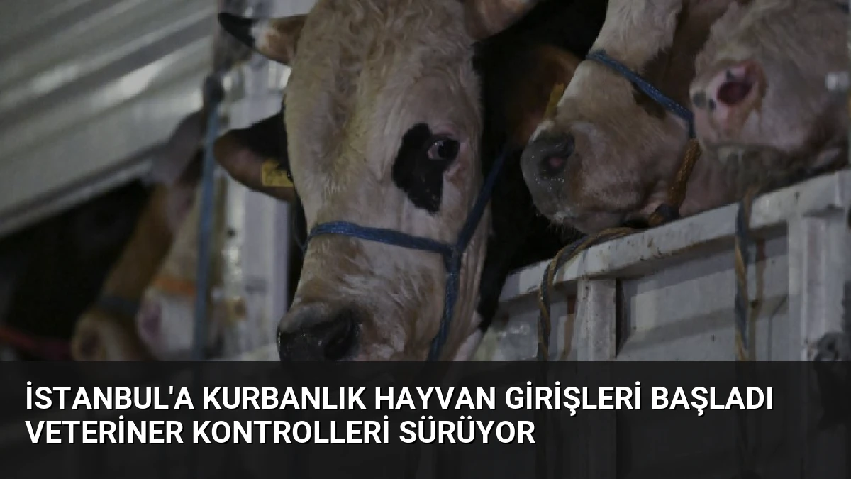 İstanbul’a Kurbanlık Hayvan Girişleri Başladı Veteriner Kontrolleri Sürüyor
