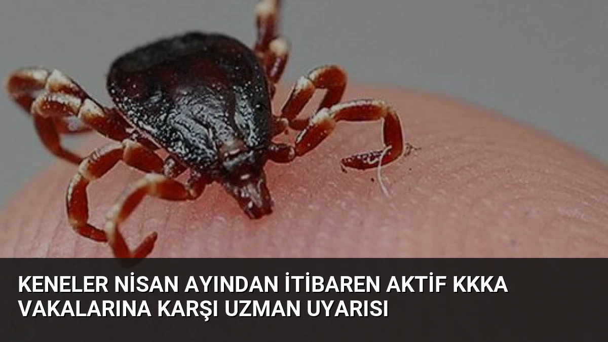 Keneler Nisan Ayından İtibaren Aktif KKKA Vakalarına Karşı Uzman Uyarısı