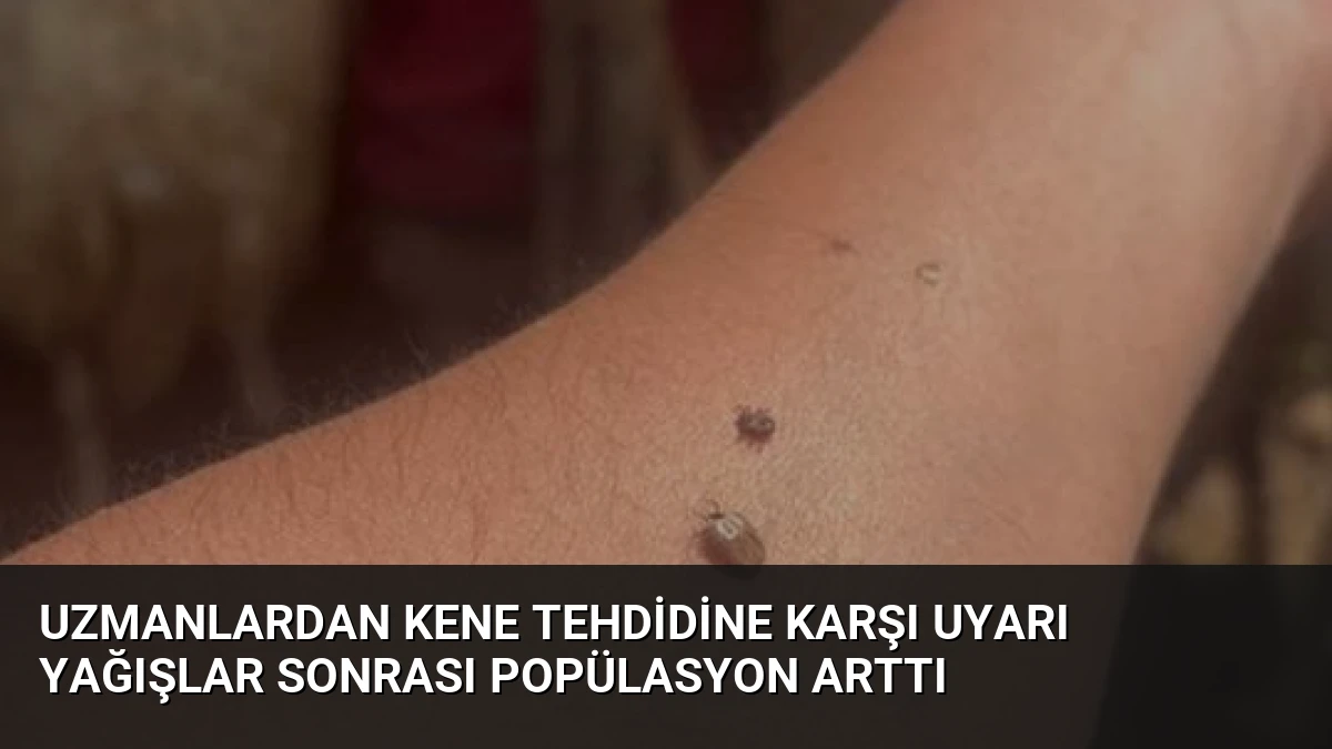 Uzmanlardan Kene Tehdidine Karşı Uyarı Yağışlar Sonrası Popülasyon Arttı