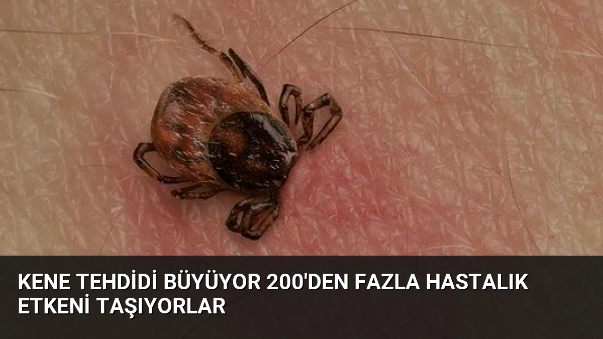 Kene Tehdidi Büyüyor 200’den Fazla Hastalık Etkeni Taşıyorlar