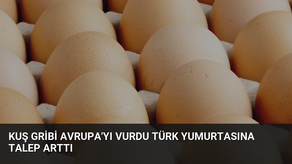 Kuş Gribi Avrupa’yı Vurdu Türk Yumurtasına Talep Arttı