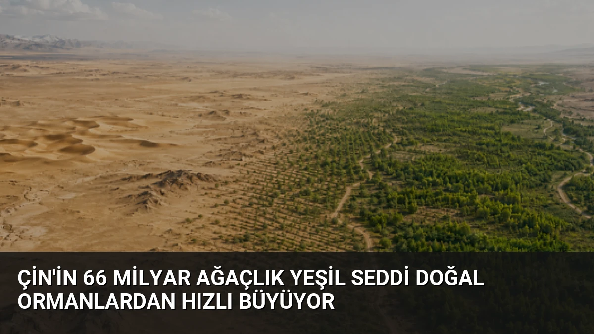 Çin’in 66 Milyar Ağaçlık Yeşil Seddi Doğal Ormanlardan Hızlı Büyüyor