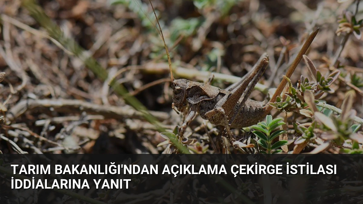 Tarım Bakanlığı’ndan Açıklama Çekirge İstilası İddialarına Yanıt