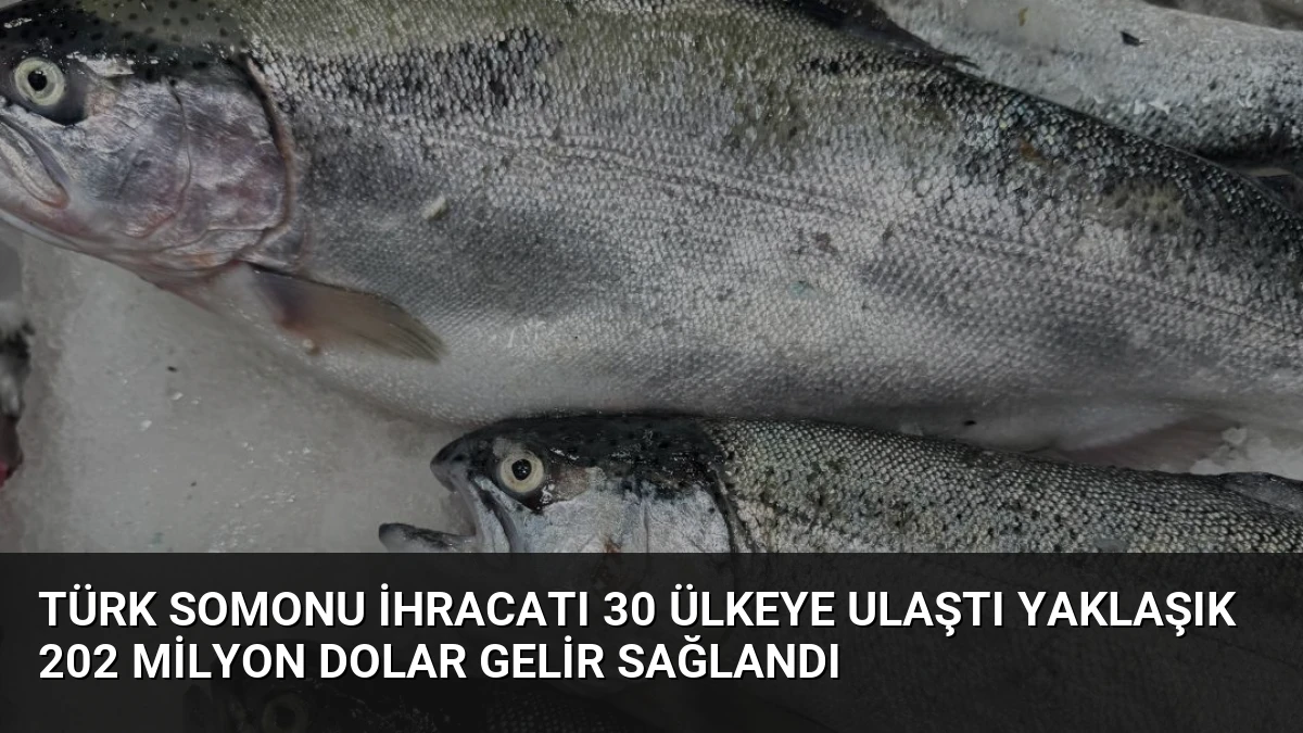 Türk Somonu İhracatı 30 Ülkeye Ulaştı Yaklaşık 202 Milyon Dolar Gelir Sağlandı
