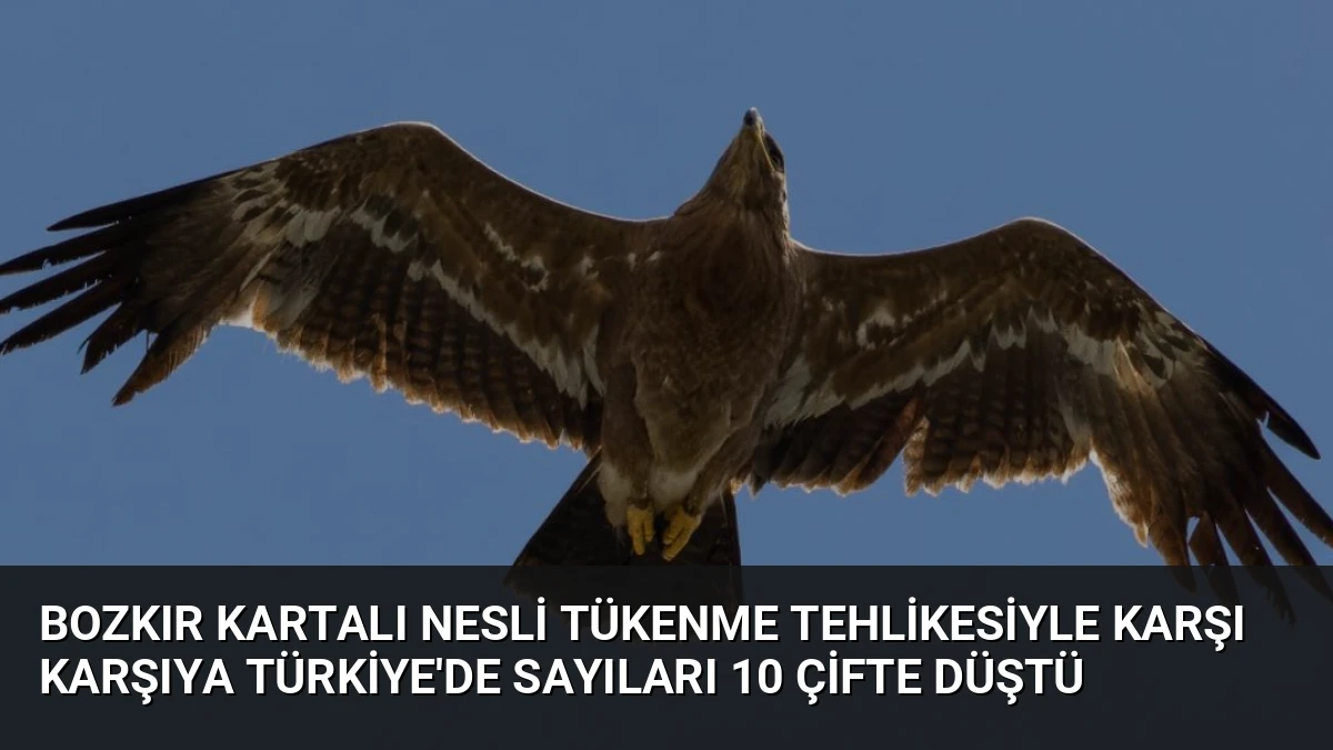Bozkır Kartalı Nesli Tükenme Tehlikesiyle Karşı Karşıya Türkiye’de Sayıları 10 Çifte Düştü